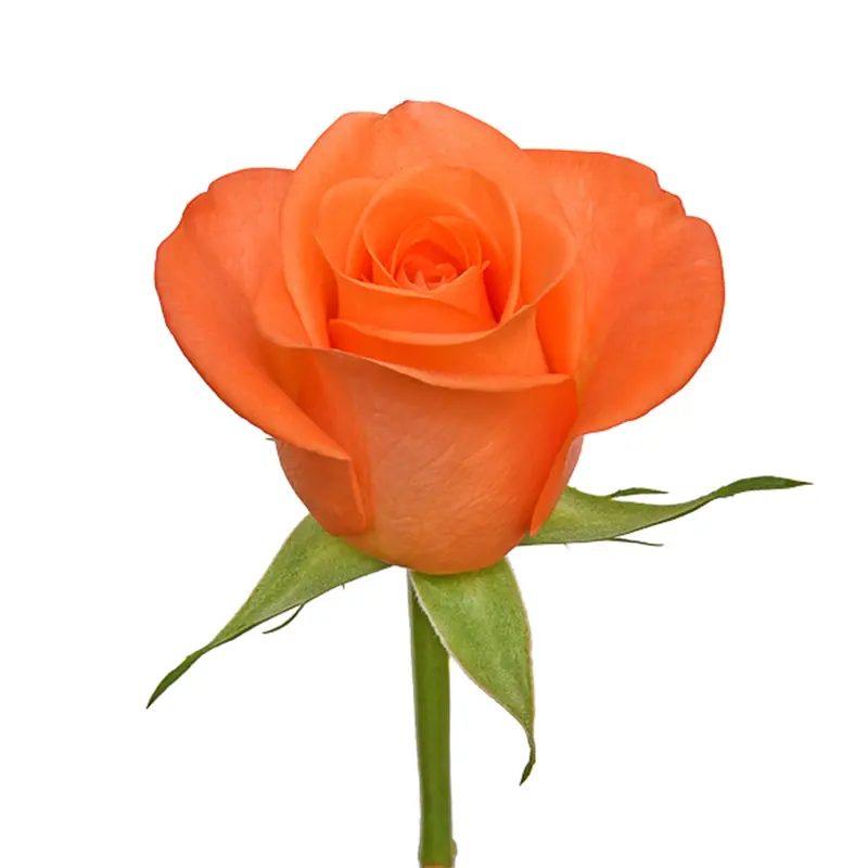 ดอกไม้สีส้มสดตัดดอกกุหลาบสีส้ม3.5ซม. ขนาด42ซม. ลำต้นขายส่งและขายปลีกดอกไม้สดงานแต่งงาน