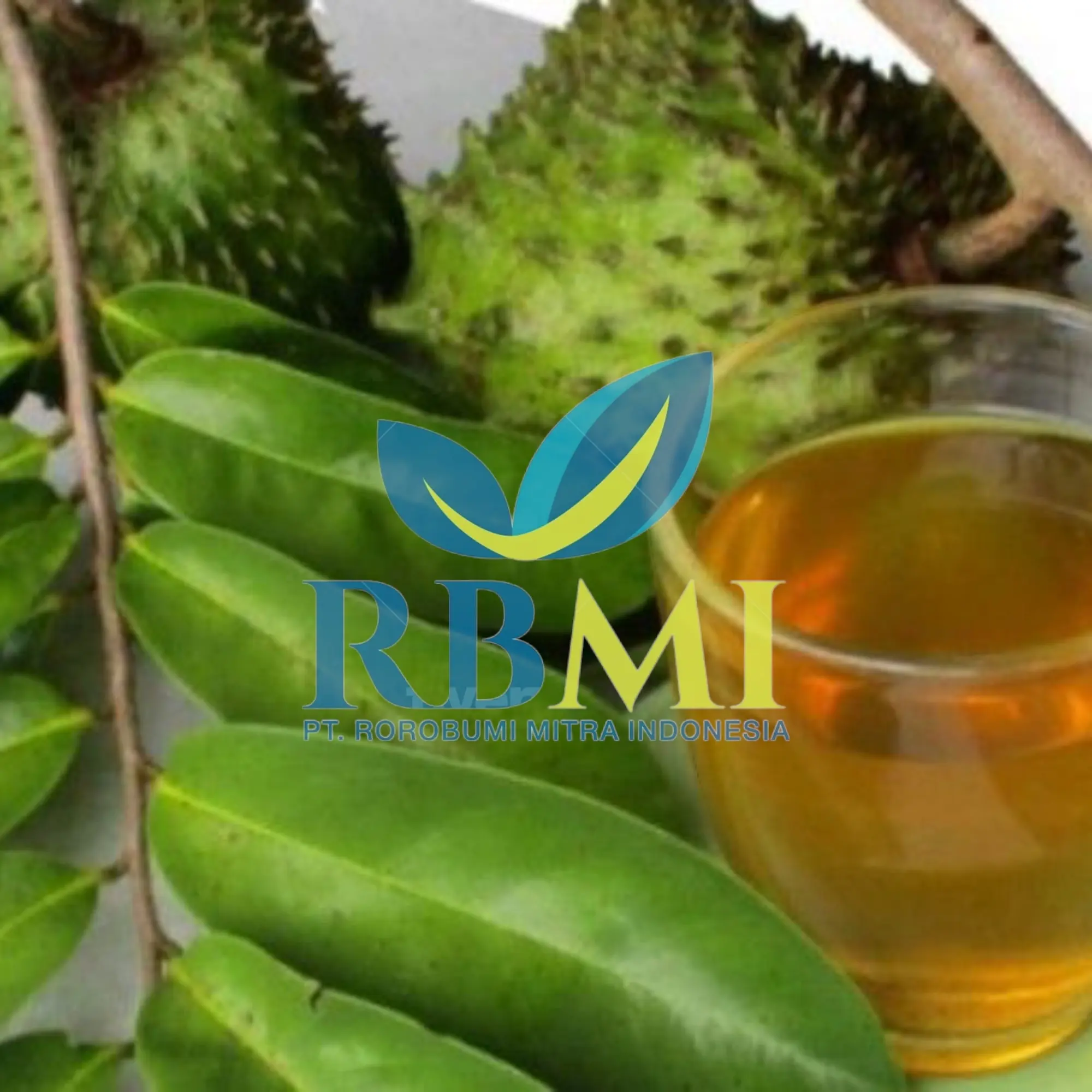 Supplier soursop leaves Graviola Leaf FROM Indonesia WITH PREMIUM QUALITY AND COMPETITIVE PRICE
