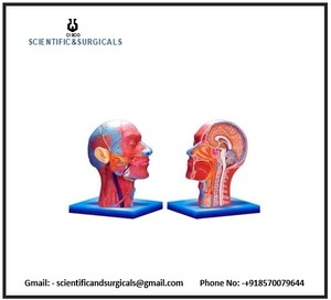 Baş ve boynun dış ve iç yapılarını gösteren insan yarım kafa ve yarım boyun kasların yaşam boyutu modeli - Product Image 3