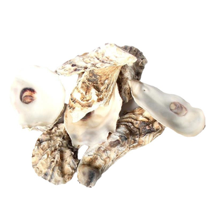 Guscio di ostrica sfuso di piccole perle naturali gusci di ostriche per artigianato fai da te arti ornamenti natalizi - Product Image 5