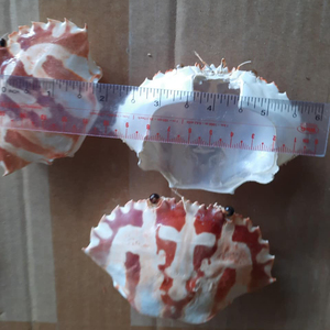 Carb kabuk deniz kabuğu zanaat - Product Image 1