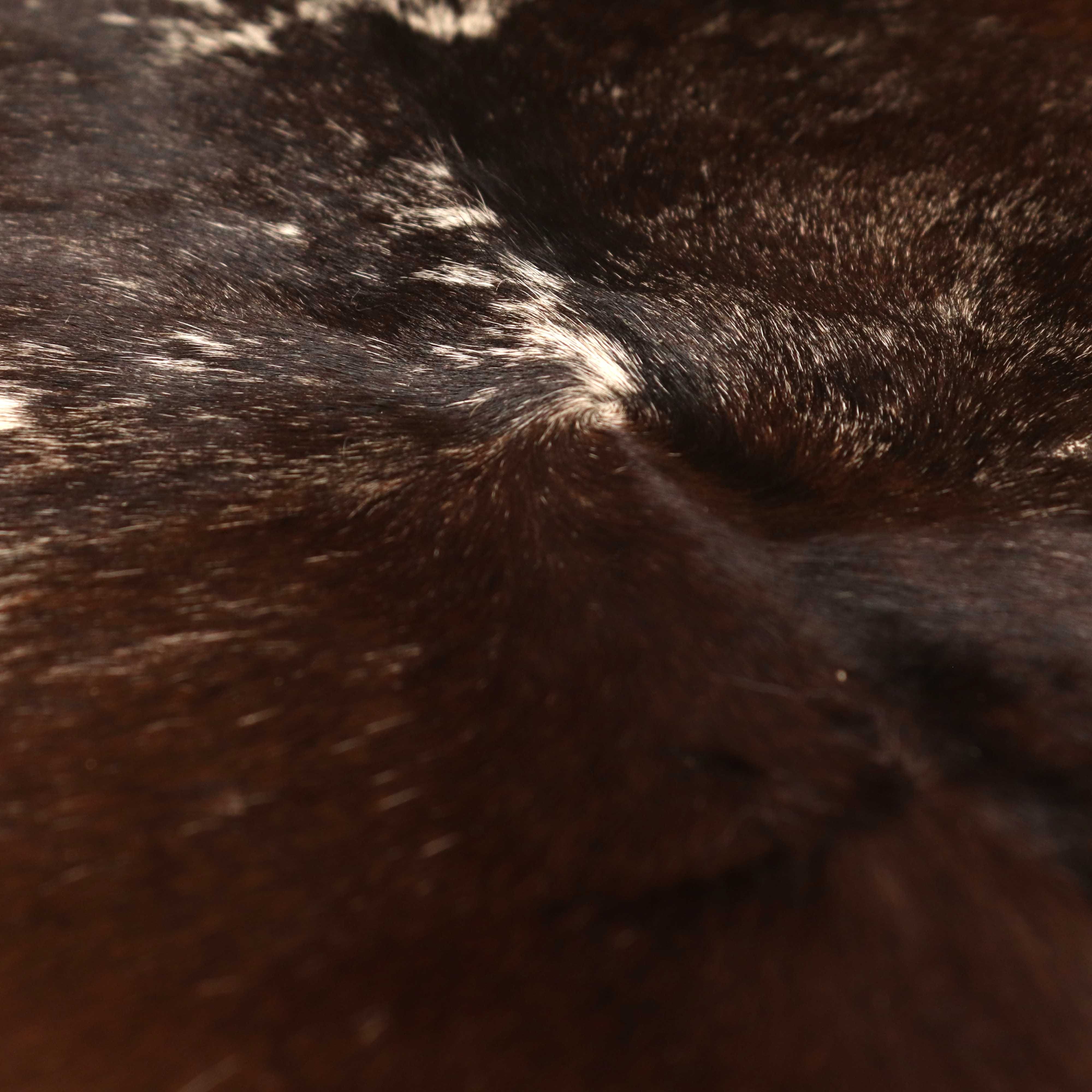 สีน้ำตาล