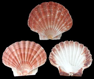 Sıcak sıcak!!! Vietnamca tarak kabukları-şaşırtıcı derecede çekici süper fiyat-vietnam'dan yüksek kalİte - Product Image 6