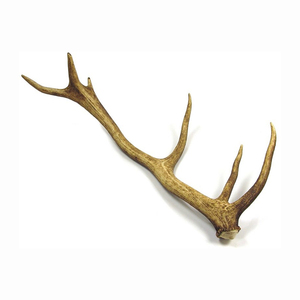Natural Red Deer Antlers in Large Quantities Available at Discounted Rates for Pet Supply <strong>Companies</strong> - Product Image 4