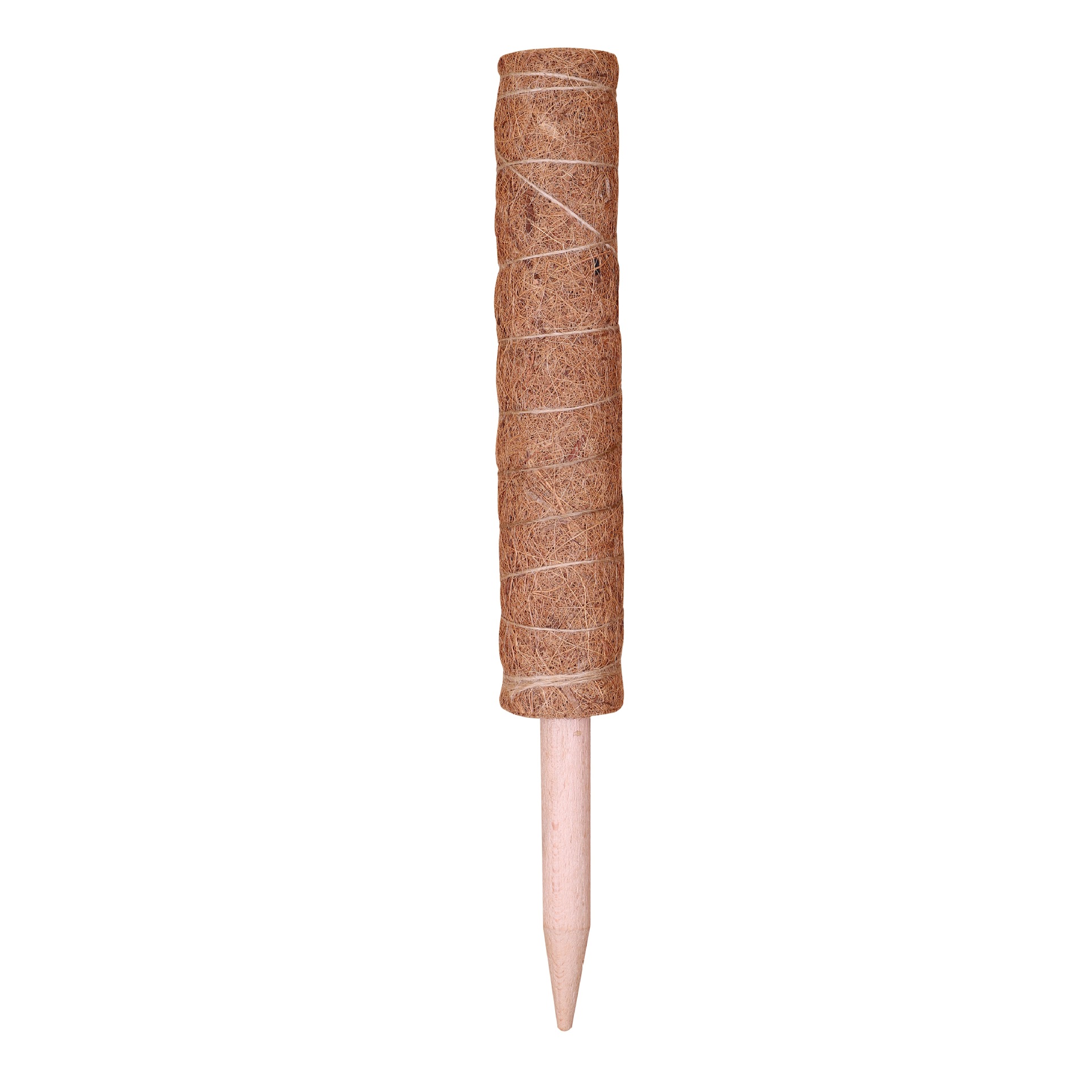 Bâton de palmier coco-hêtre