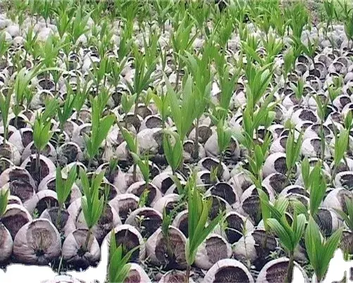High quality Vietnam coconut bud for planting Dwarf Siamese green coconut Siamese crossbred red coco young tree