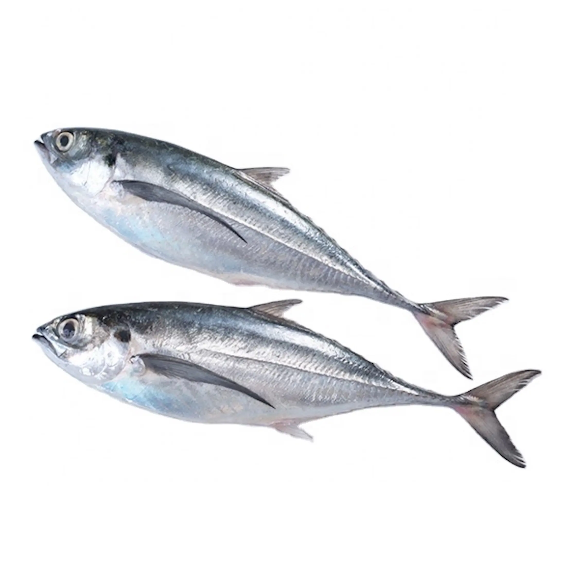 Toptan sağlıklı deniz ürünleri yüksek Protein kaliteli bütün dondurulmuş Chub uskumru balık