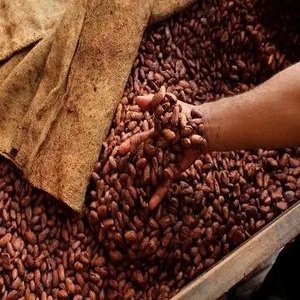 醇厚烘焙咖啡豆袋OEM优质阿拉比卡咖啡越南0，25千克高品质绿色咖啡18饮料高级60公斤