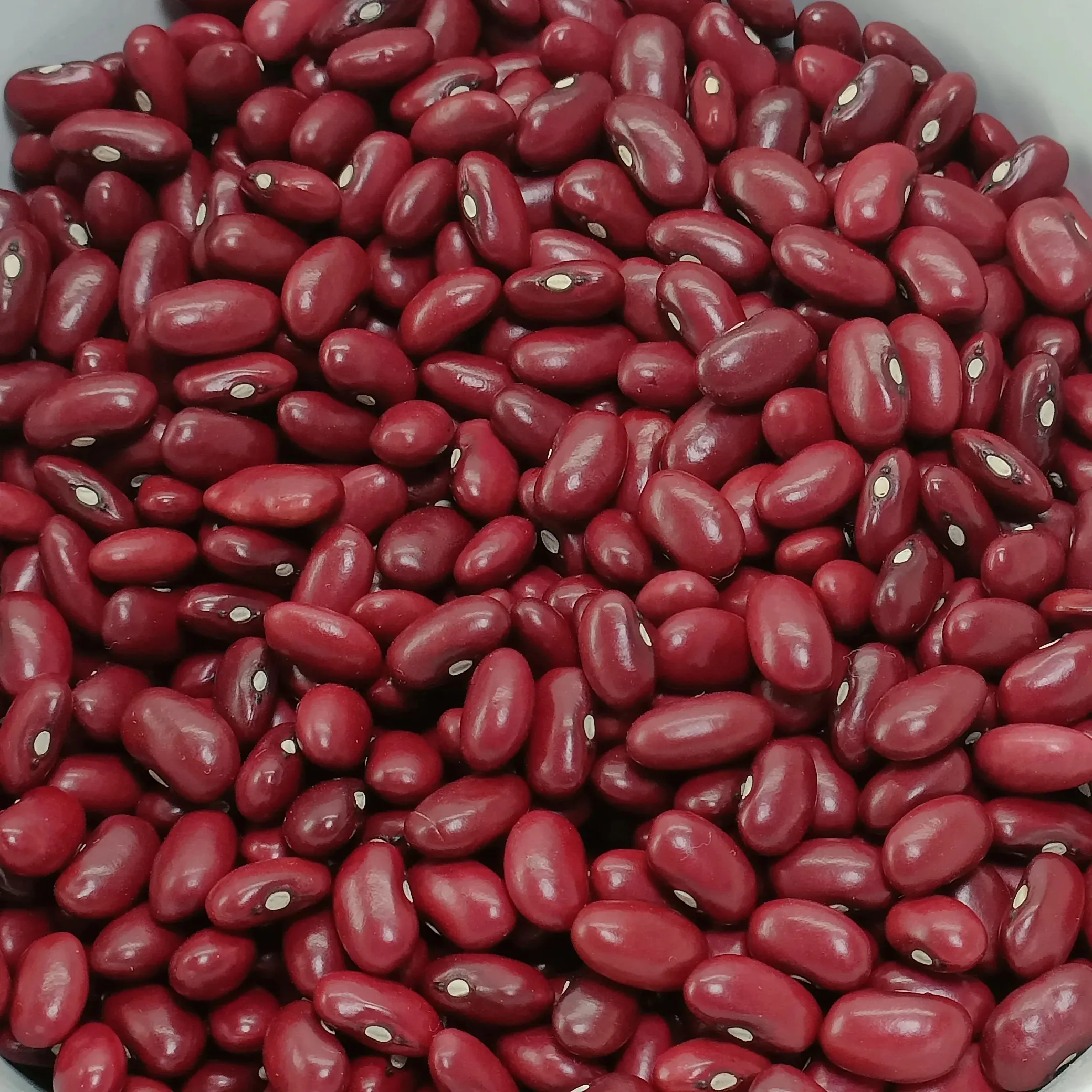 Latest Harvest High-Quality Red Kidney Beans, Factory Wholesale, Best Price Offer Ethiopian Origin HPS