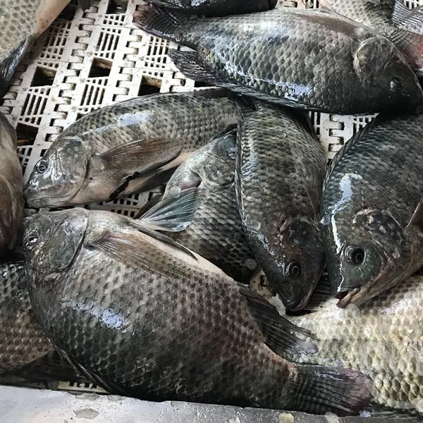 तिलापिया मछली में सस्ते कीमत