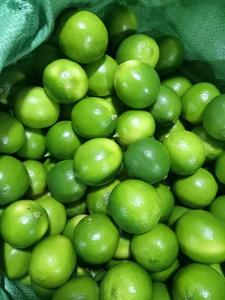 2025 Fresh Seedless Green Lime High Quality <strong>Pomelo</strong> and Tangerine for Export Best Price - Product Image 6
