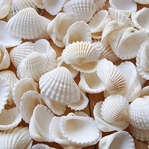 เปลือกหอยขนาดเล็กสีขาวเปลือกหอยทะเลชุดรูปแบบชายหาดเปลือกหอยจากเวียดนาม - Product Image 5
