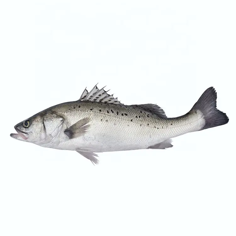 페루 어분/동물 사료 살육 멸치 생선 식사