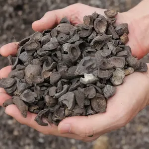 En iyi fiyat ve hızlı teslimat hurma çekirdeği kabuğu toptan kullanılabilir