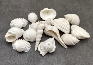 ベトナムの混合海の貝殻自然な空のきれいなビーチシェル家の装飾と工芸品作りのための生の貝殻 - Product Image 6