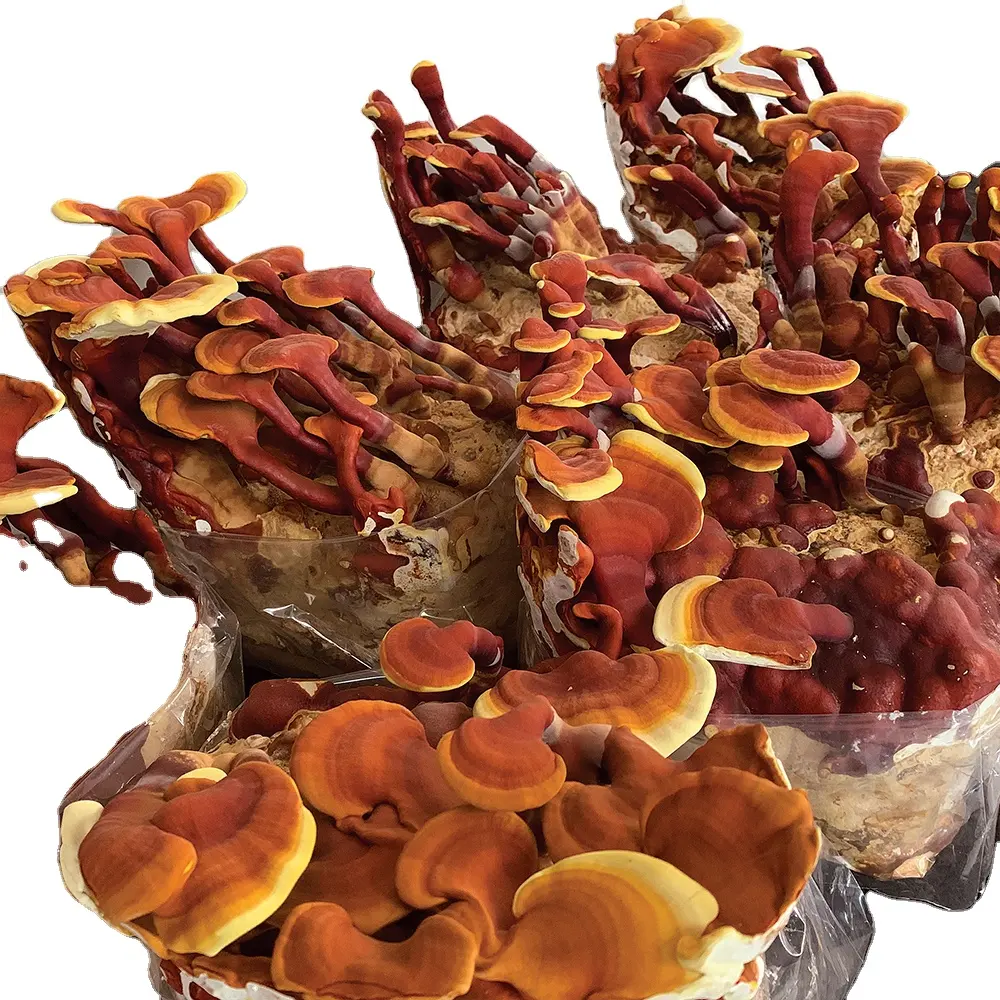 Prezzo di fabbrica red reishi mushroom spawn conveniente agricoltura biologica che vende a prezzo all'ingrosso dal grossista del Vietnam