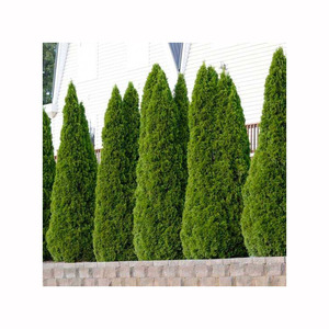 250cm Arborvitaes <strong>Tree</strong> Eco-friendly Simulation <strong>Tree</strong> - Product Image 4