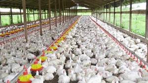 Halall แช่แข็งปีกไก่ต้นขาไก่และไก่แช่แข็งทั้งหมดมี