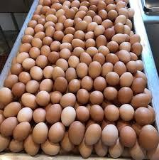 ฟาร์มไข่ไก่สดโต๊ะ สีน้ําตาลและสีขาว สด สีน้ําตาล ขาวไข่โต๊ะ / ไข่ไก่สด