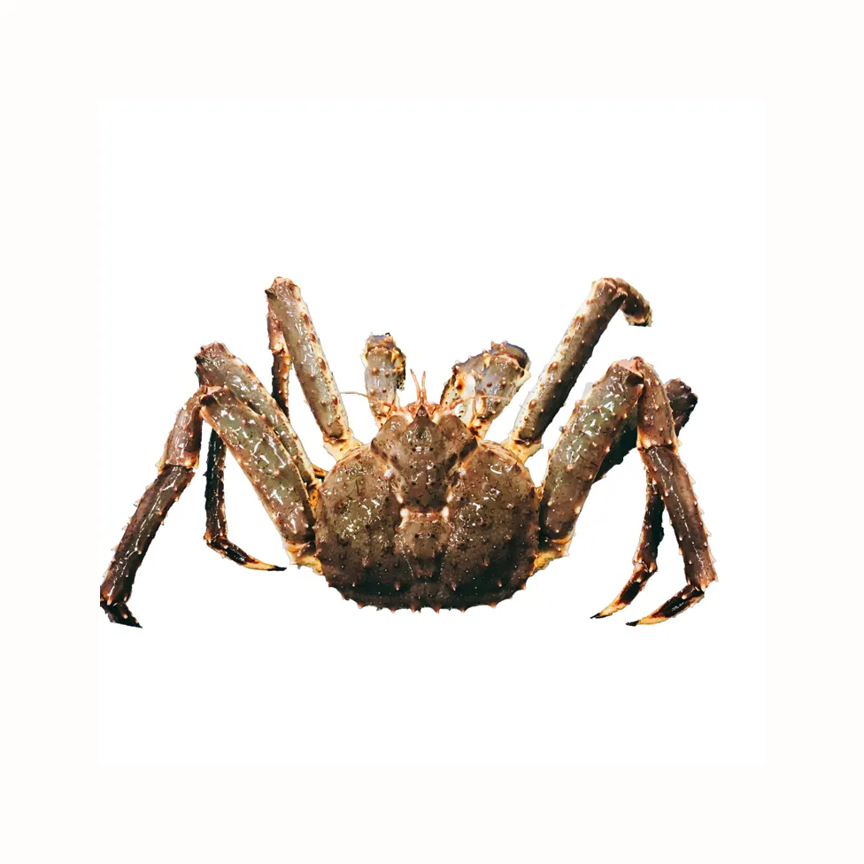 Crabe royal congelé/crabes royaux vivants/cuisses de crabe royal