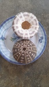 [2024] SEA URCHIN <strong>SHELL</strong> MANY COLOR AS BIG AS ONIONS for HANDICRAFTS BEST PRICE in the HIGH QUALITY <strong>MARKET</strong>. - Product Image 2