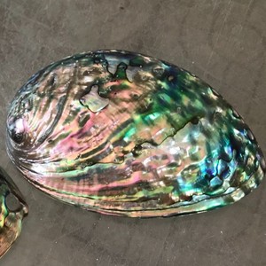 Toptan abalone kabuk anne inci <span class=keywords><strong>paua</strong></span> ham deniz kabuğu iyi fiyat Vietnam mavi Abalone kabuk/iki taraflı cilalı kabuk