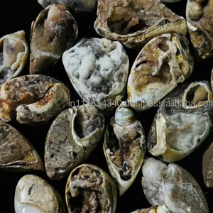 Natural Rare Spiralite Gem Shell Specimen fossil Snail Druzy Agate Crystals Chakra Healing Energy for Decoration <strong>Bulk</strong> Sale - Product Image 2