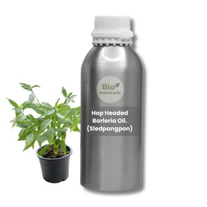 Hop Headed Barleria <strong>Oil</strong> 1000ml (Premium Grade From Thailand) Hot-Pressed Bulk Sale - Product Image 1