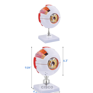 İnsan gözü modeli tıp bilimleri eğitimi anatomik göz modeli 6X İnsan dev göz modeli - Product Image 3