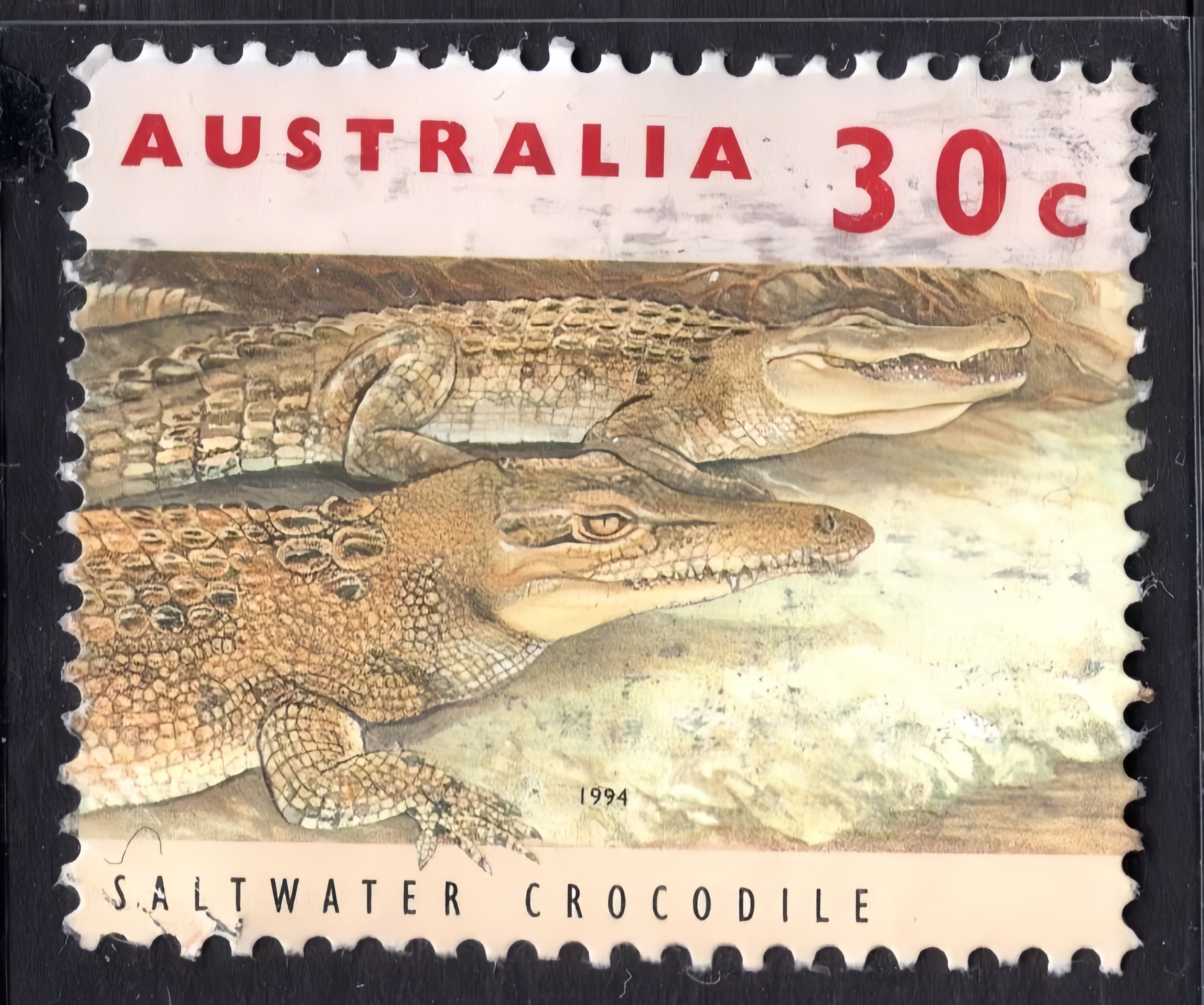 50 crocodiles d'eau salée en Australie
