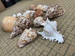 ベトナムの装飾的な天然混合seaShell/ Triton conch shell/輸出用シーシェル-ベトナムからロードする準備ができています - Product Image 6