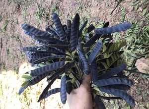 ยอดขายสูงสุด GLEDITSIA แห้ง- Gleditsia Triacanthos ผลไม้ถักลูกกรงสีดําสําหรับแชมพู - Product Image 4