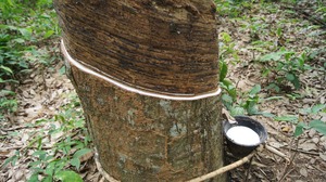 <strong>TSR</strong> <strong>10</strong> TECHNICALLY SPECIFIED NATURAL RUBBER