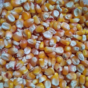 อาหารเกรด1สีขาวและสีเหลืองข้าวโพด/ข้าวโพดแห้งสำหรับขาย