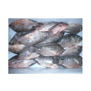 Paylaşmak karşılaştırmak için ekleyin dondurulmuş balık taze tilapia tedarikçisi blok toplu tarzı yüksek kaliteli fonksiyonel fertile fer - Product Image 6