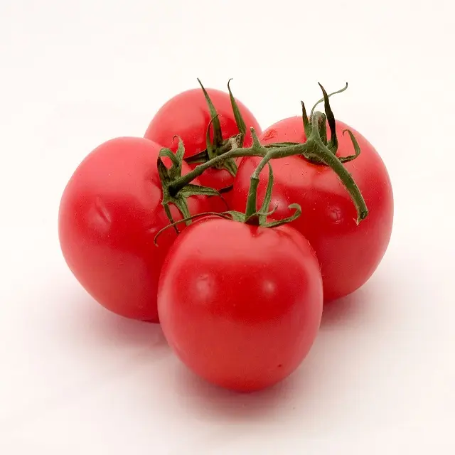 Tomates fraîches 2023 nouvelle saison délicieuse tomate rouge de haute qualité de vente bon marchéTomate rouge fraîche de haute qualité pour l'exportation