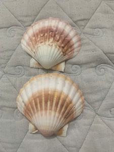 Toptan büyük doğal deniz kabukları deniz salyangoz kabukları beyaz tarak kabukları dekorasyon için Vietnam ihracat hazır - Product Image 5