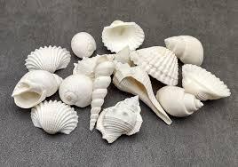 PREMIUM BEACH SEASHELLS / HOME DECORATION / DIY PROJECTS / NATURAL FINISH - Product Image 5