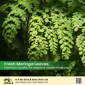 Bubuk <span class=keywords><strong>Moringa</strong></span> organik massal 5kg & 25kg paket grosir, makanan super Sri Lanka Premium - Product Image 6