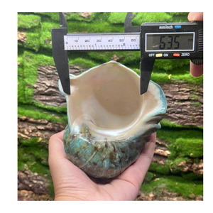Conch Shell aus Vietnam in Grün und Weiß für Shell-Sammlungen und Kunstprojekte von 99 Gold Data Exporter - Product Image 2