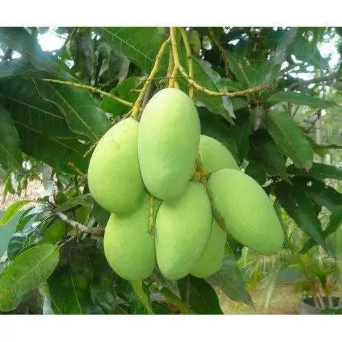 Quality Sweet alphonso mango / Fresh Mango Supplier