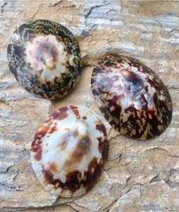 Natürliche Schnecken häuser polierte Muschel/Big Limpet Muschel 6-8cm für Kunst handwerk und Dekorationen - Product Image 5