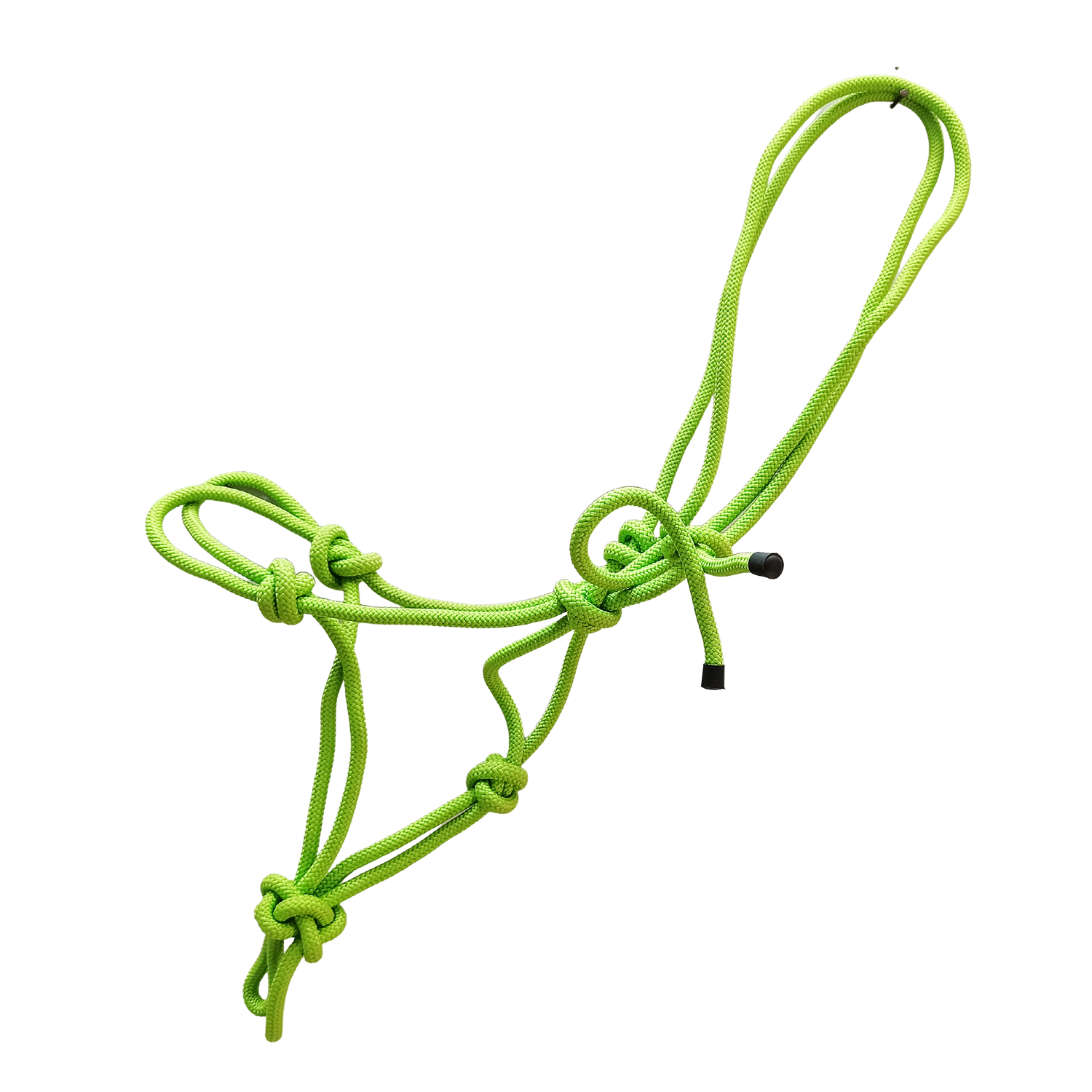 Vert perroquet
