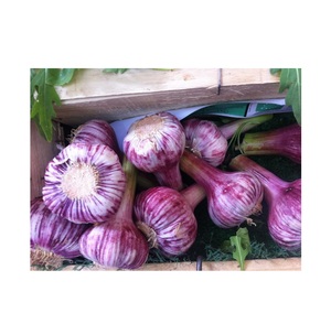 Affordable Red Garlic for Sale Fresh and High Quality Perfect for Bulk Purchases and Retail Orders - Product Image 4