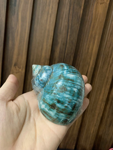 Wholesale Large Natural Sea <strong>Shells</strong> Sea Snail <strong>Shells</strong> White Scallop <strong>Shells</strong> for Decoration Ready to Export from Vietnam