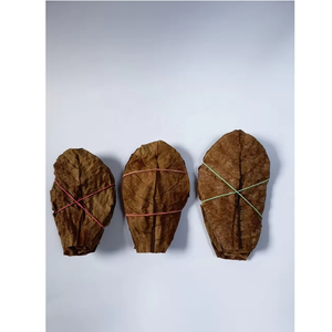HIGH QUALITY NEW PRODUCT <strong>INDONESIA</strong> PLANT EXTRACT HEALTH CARE SELLING CATAPPA OR INDIAN ALMOND DRIED LEAVES