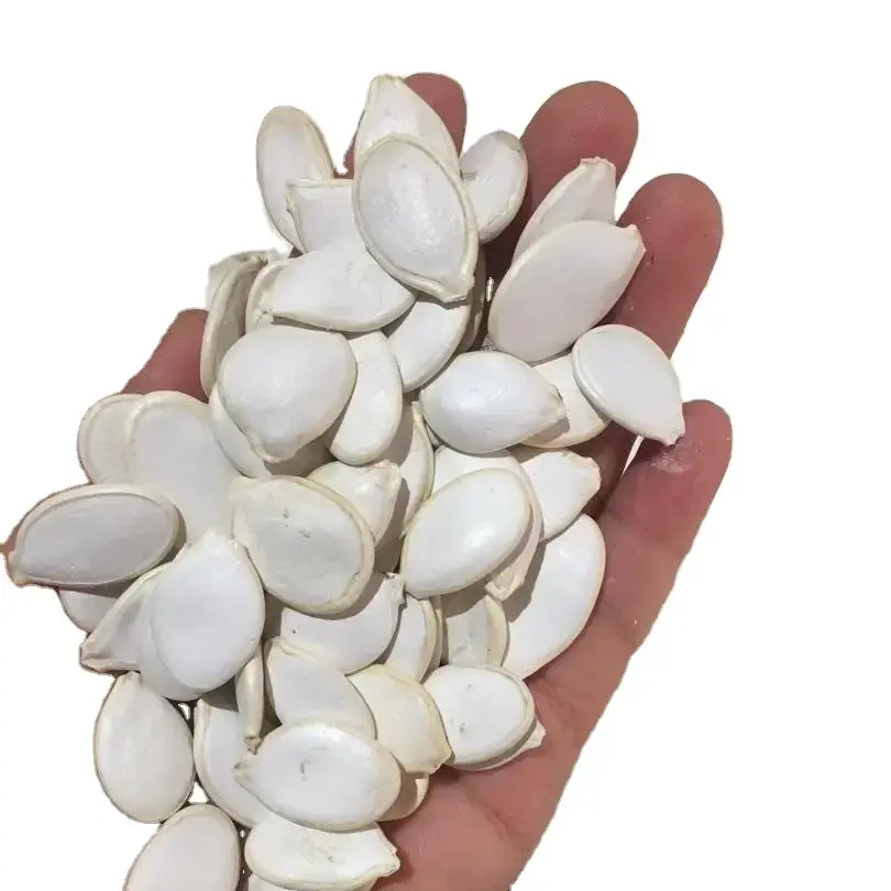 Harga pabrik Premium biji labu putih biji labu dengan cangkang