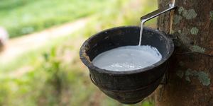 乳胶天然生橡胶 - Product Image 6