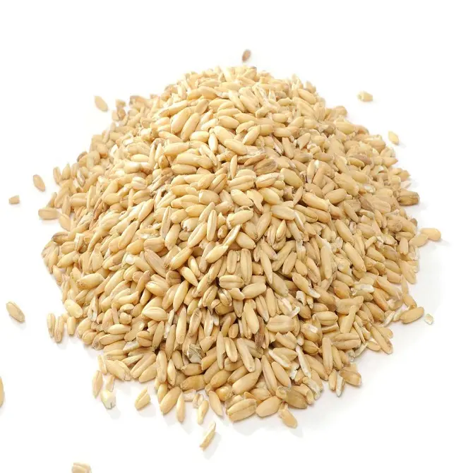 Trigo de primavera, grano de trigo orgánico duro a granel