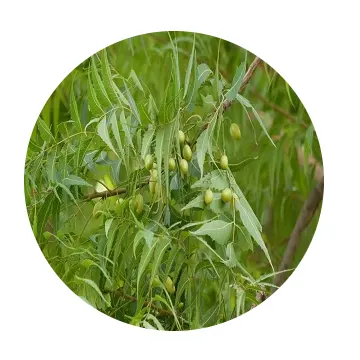 Fabrikant Van Neem Olie Koude Pers Vertrouwde Neem Olie Leverancier Uit India 100% Pure & Natural Neem Olie